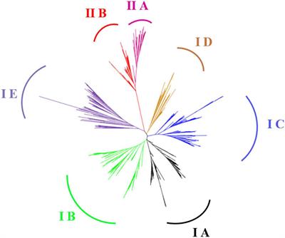 Genome-Wide Analysis of Soybean Lateral Organ Boundaries Domain Gene Family Reveals the Role in Phytophthora Root and Stem Rot